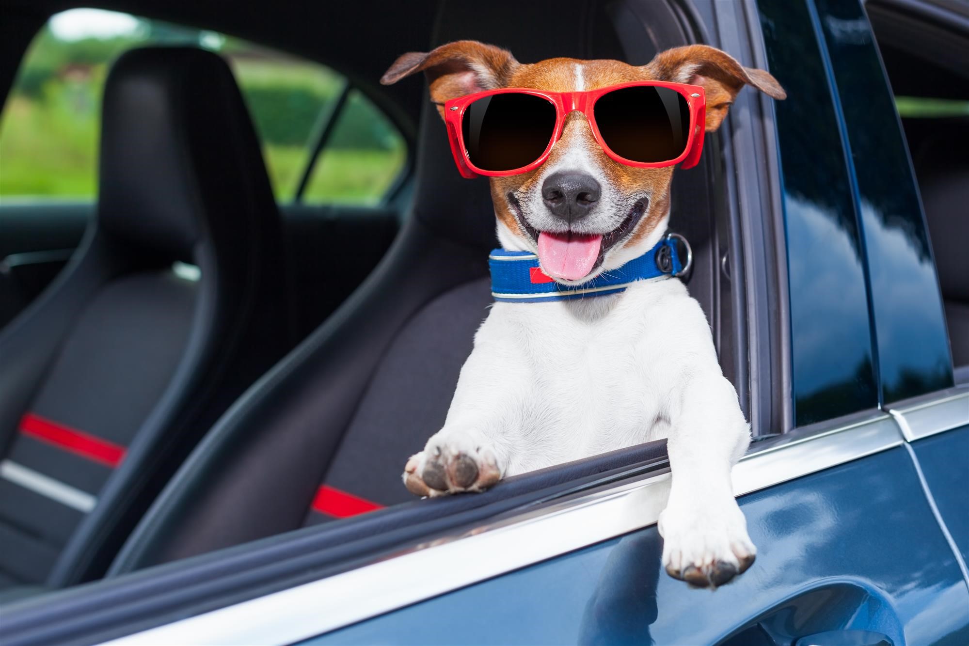 removing dog hair from car seats