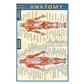 Quick Study-Anatomy - 5 Pack